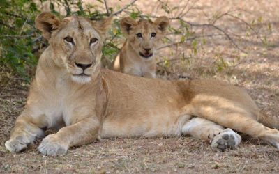 5 Days Tanzania Big Cats Safari In Serengeti National Park