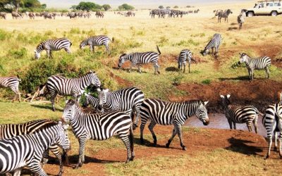 5 Days Tanzania Lodge Safari to Ngorongoro Crater & Lake Manyara