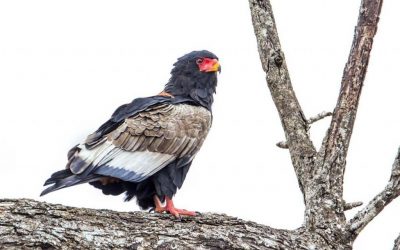 8 Days Best Tanzania  Birds Watching & Walking Safari