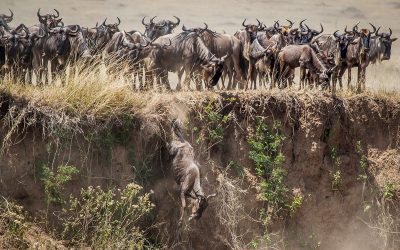 8 Days Great Wildebeest Migration River Crossing Safari