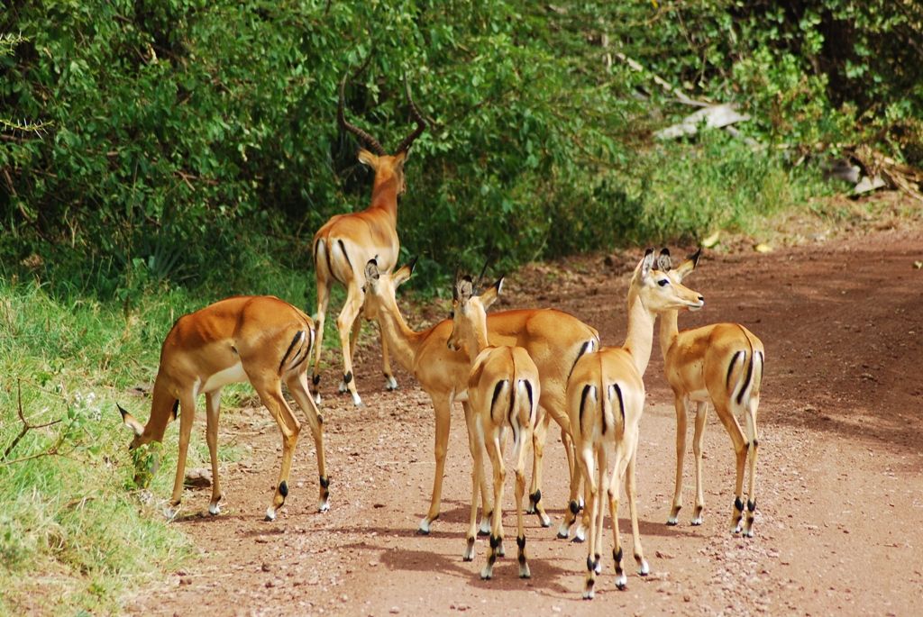 Day Tour to Lake Manyara National Park - Kilipeak Adventure