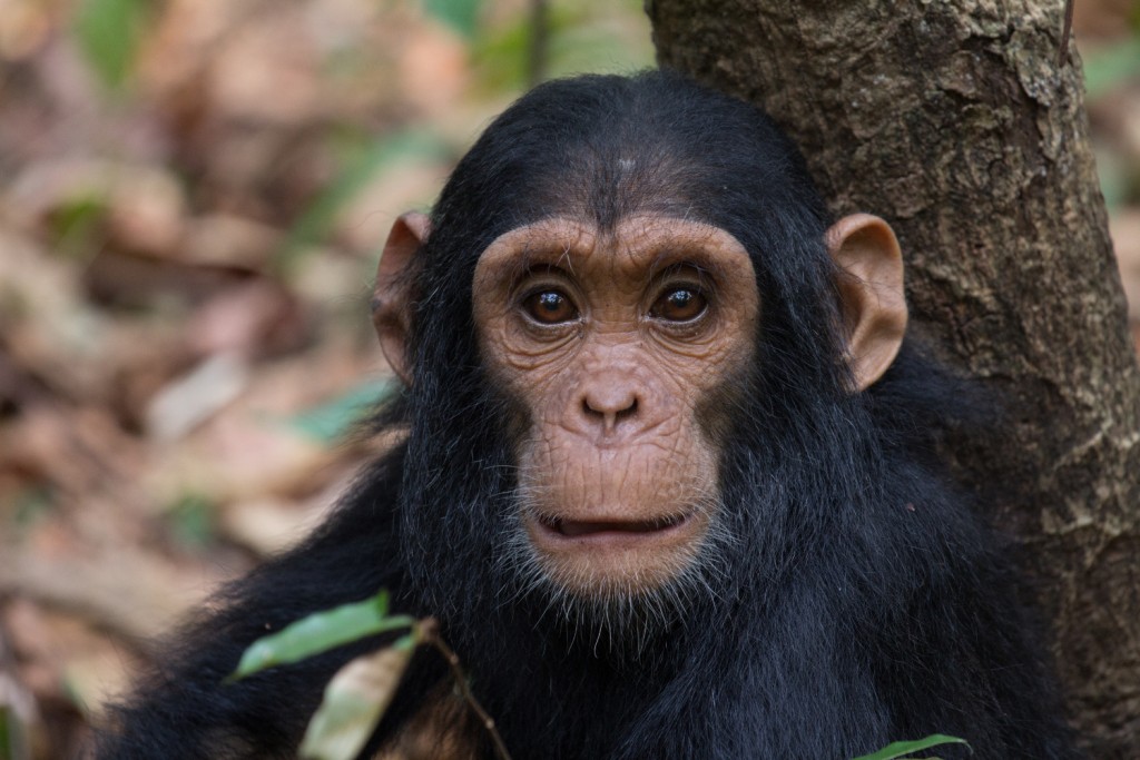 gombe-stream-national-park-chimpanzee