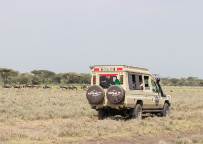 The Great Wildebeest Migration | Serengeti Safari