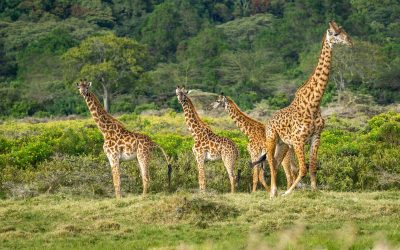 2 Days Tanzania Group Joining Safari